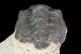 Bargain, Reedops Trilobite Fossil - Good Eye Facets #68654-1
